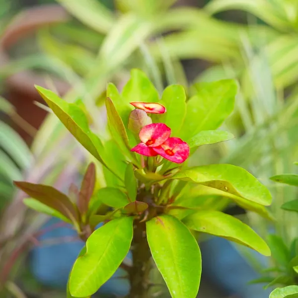 Euphorbia_Milii_Plant_With_Pot_(Red_Flower)