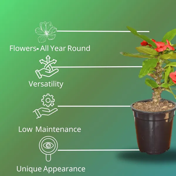 Euphorbia_Milii_Plant_With_Pot_(Red_Flower)