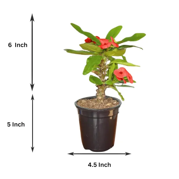 Euphorbia_Milii_Plant_With_Pot_(Red_Flower)