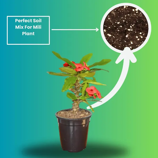 Euphorbia_Milii_Plant_With_Pot_(Red_Flower)
