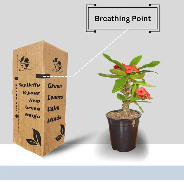 Euphorbia_Milii_Plant_With_Pot_(Red_Flower)