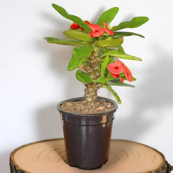 Euphorbia_Milii_Plant_With_Pot_(Red_Flower)
