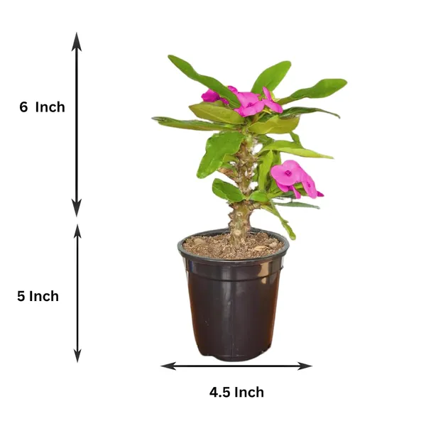 Euphorbia_Milii_Plant_With_Pot_(Pink_Flower)