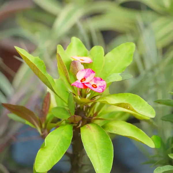 Euphorbia_Milii_Plant_With_Pot_(Pink_Flower)