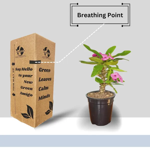 Euphorbia_Milii_Plant_With_Pot_(Pink_Flower)