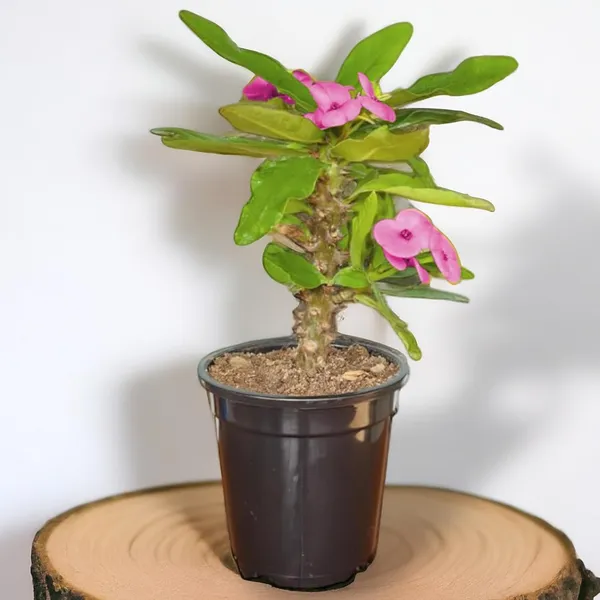 Euphorbia_Milii_Plant_With_Pot_(Pink_Flower)