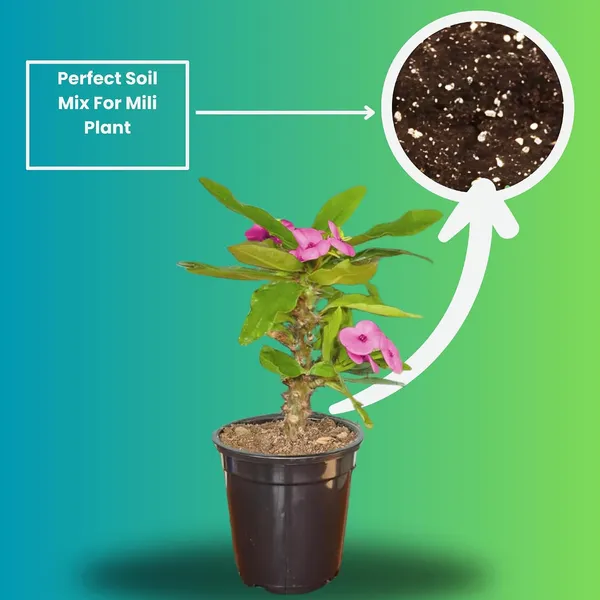 Euphorbia_Milii_Plant_With_Pot_(Pink_Flower)