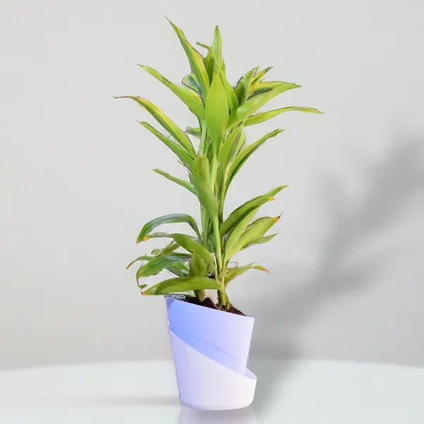 Yellow_Lucky_Bamboo_Plant_With_Self-Watering_Pot