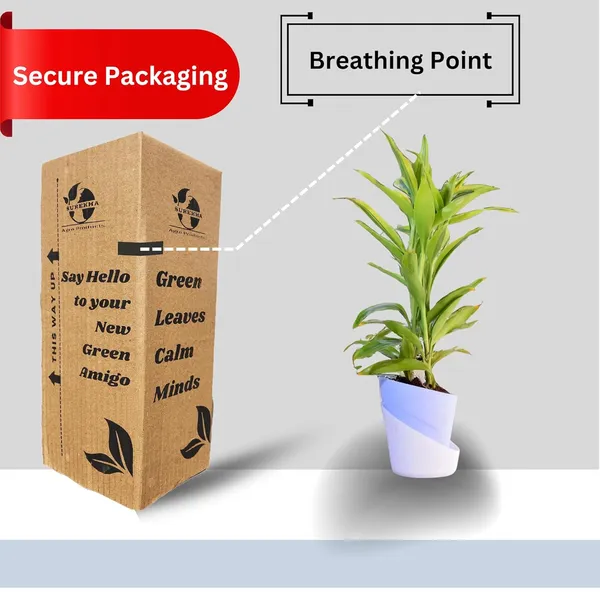 Yellow_Lucky_Bamboo_Plant_With_Self-Watering_Pot