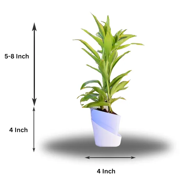 Yellow_Lucky_Bamboo_Plant_With_Self-Watering_Pot