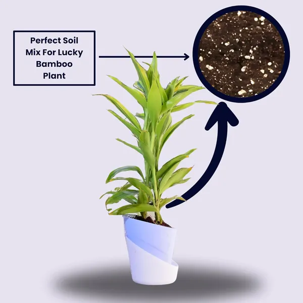 Yellow_Lucky_Bamboo_Plant_With_Self-Watering_Pot