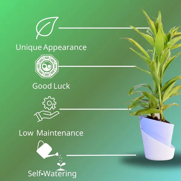 Yellow_Lucky_Bamboo_Plant_With_Self-Watering_Pot