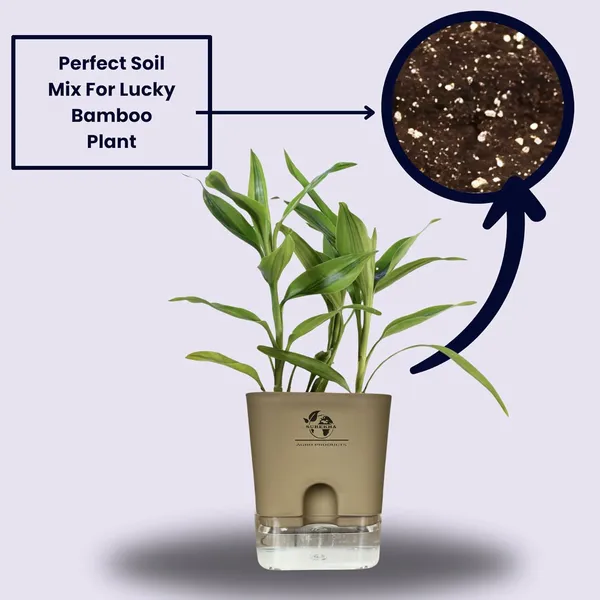 Yellow_Lucky_Bamboo_Plant_With_Self-Watering_Pot