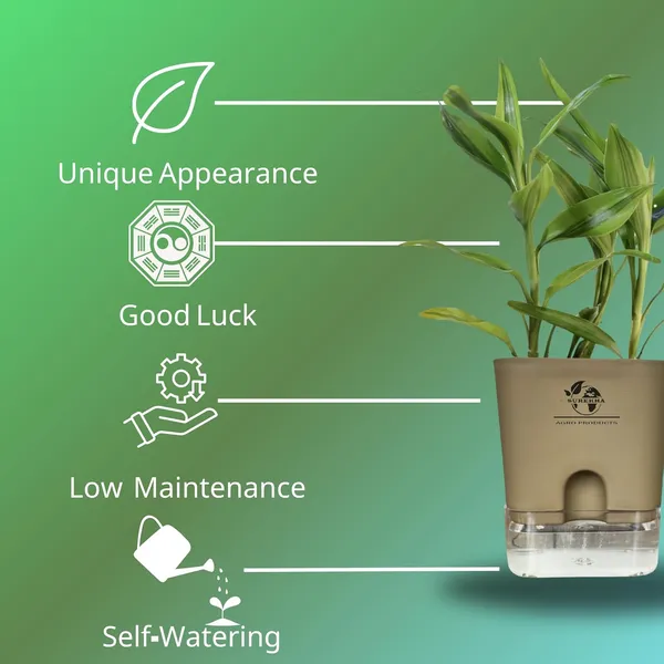 Yellow_Lucky_Bamboo_Plant_With_Self-Watering_Pot