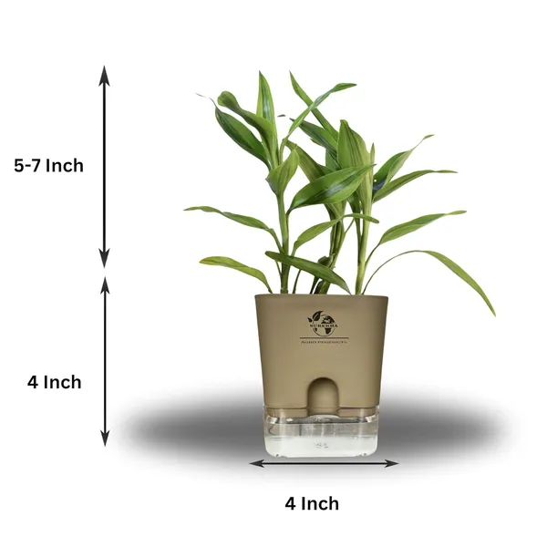 Yellow_Lucky_Bamboo_Plant_With_Self-Watering_Pot