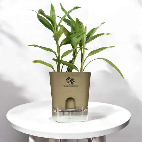Yellow_Lucky_Bamboo_Plant_With_Self-Watering_Pot