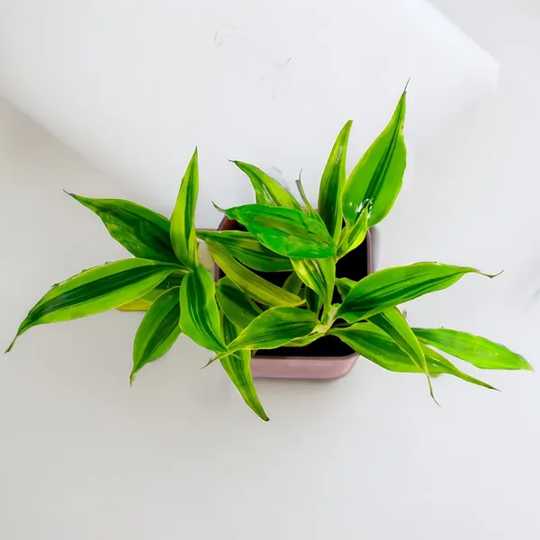 Yellow_Lucky_Bamboo_Plant_With_Self-Watering_Pot
