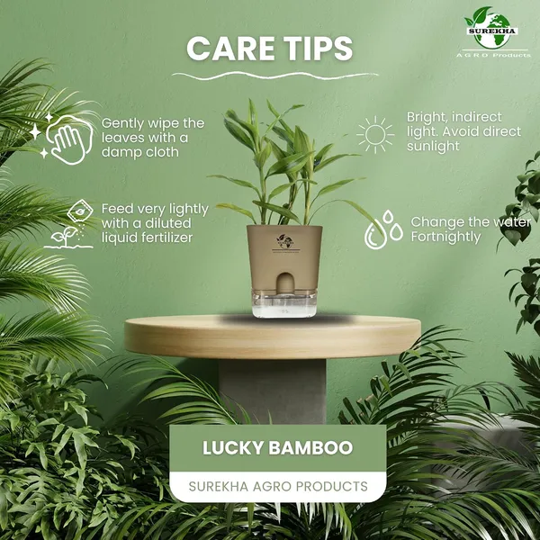 Yellow_Lucky_Bamboo_Plant_With_Self-Watering_Pot