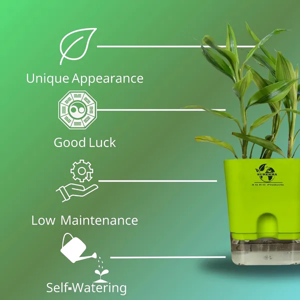 Yellow_Lucky_Bamboo_Plant_With_Self-Watering_Pot