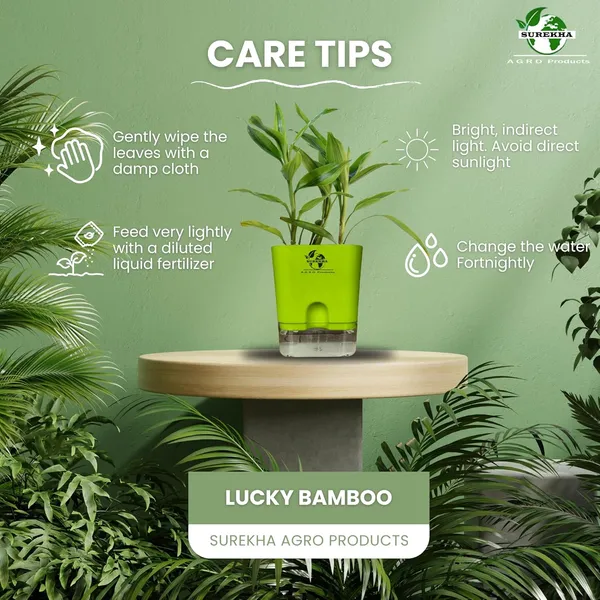 Yellow_Lucky_Bamboo_Plant_With_Self-Watering_Pot