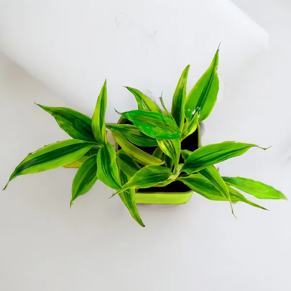 Yellow_Lucky_Bamboo_Plant_With_Self-Watering_Pot