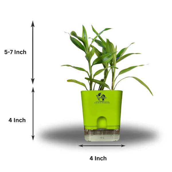 Yellow_Lucky_Bamboo_Plant_With_Self-Watering_Pot
