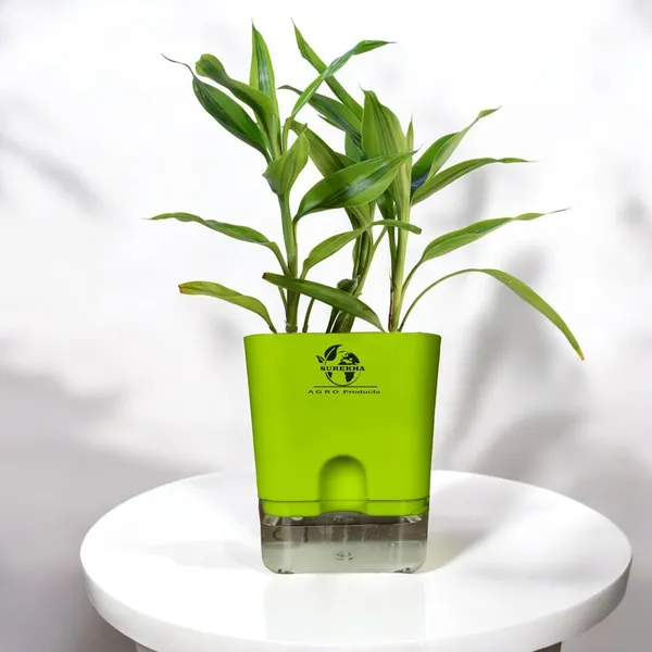 Yellow_Lucky_Bamboo_Plant_With_Self-Watering_Pot