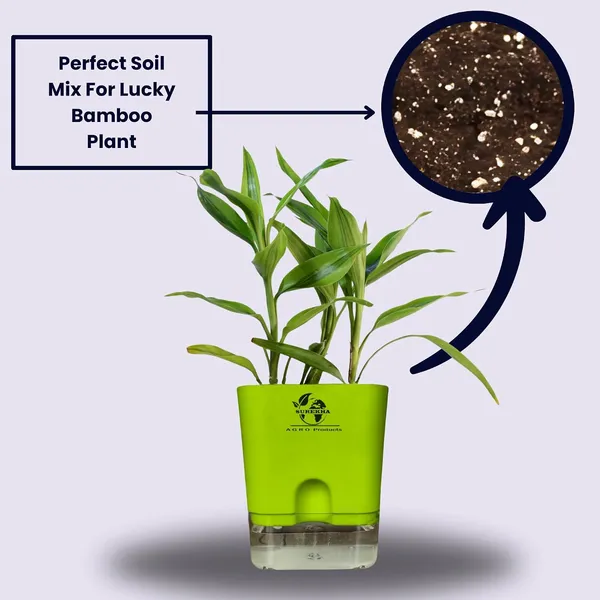 Yellow_Lucky_Bamboo_Plant_With_Self-Watering_Pot