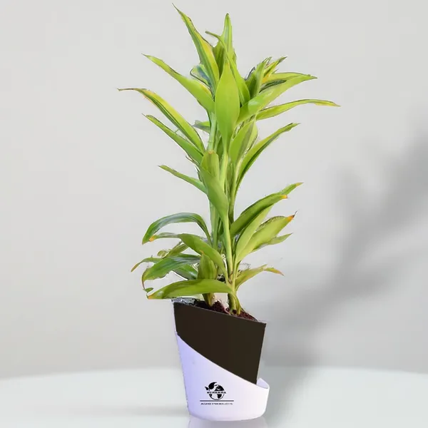 Yellow_Lucky_Bamboo_Plant_With_Self-Watering_Pot