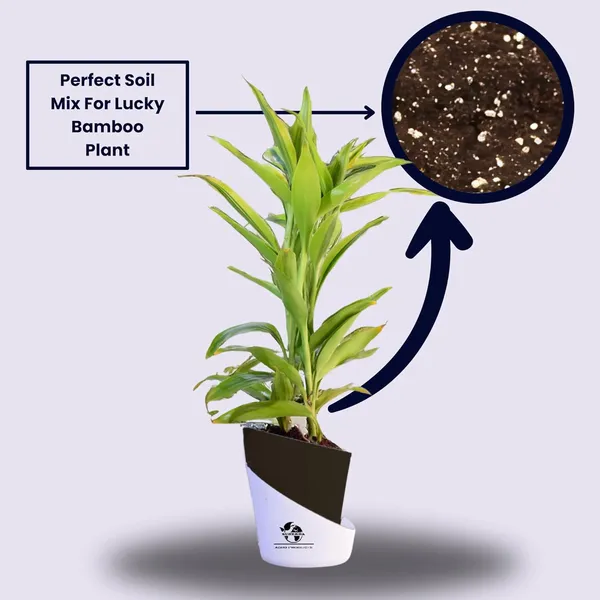 Yellow_Lucky_Bamboo_Plant_With_Self-Watering_Pot
