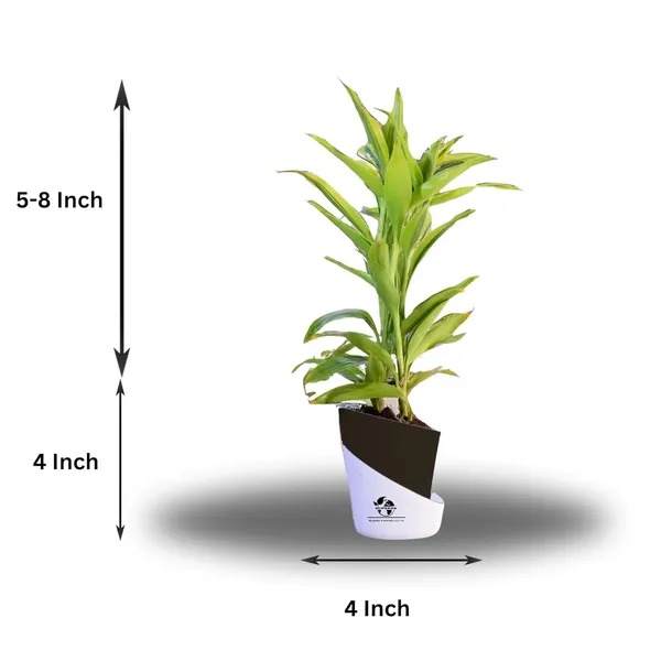 Yellow_Lucky_Bamboo_Plant_With_Self-Watering_Pot