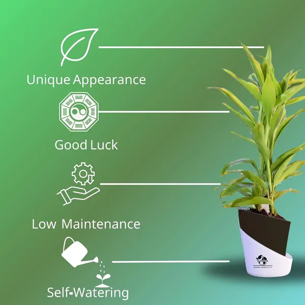 Yellow_Lucky_Bamboo_Plant_With_Self-Watering_Pot