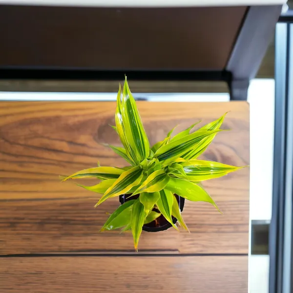 Yellow_Lucky_Bamboo_Plant_With_Self-Watering_Pot