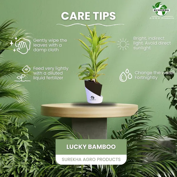 Yellow_Lucky_Bamboo_Plant_With_Self-Watering_Pot