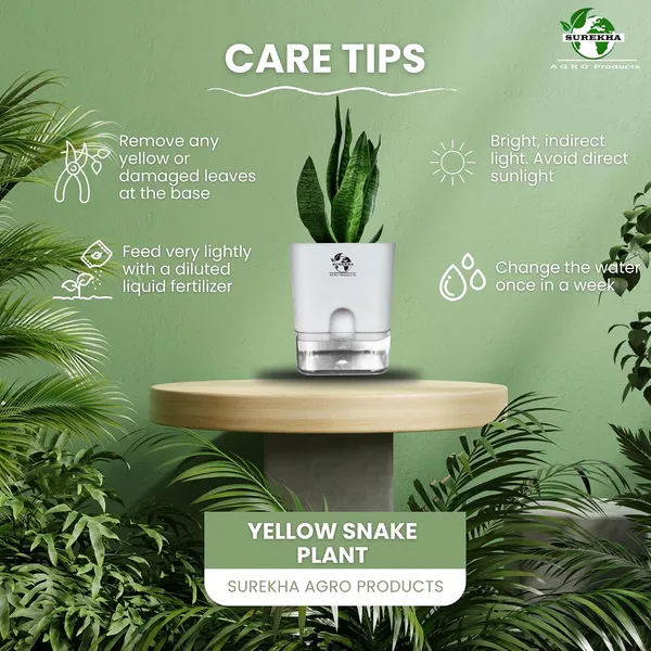 Sansevieria_Superba_Snake_Plant_With_Self_Watering_Pot