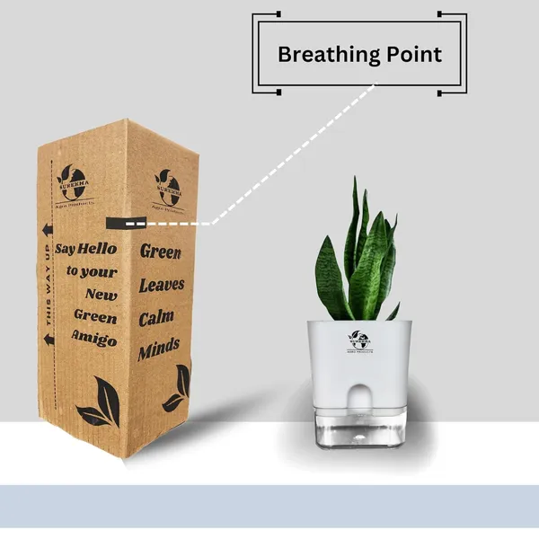 Sansevieria_Superba_Snake_Plant_With_Self_Watering_Pot