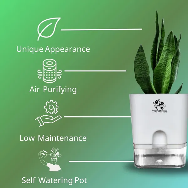 Sansevieria_Superba_Snake_Plant_With_Self_Watering_Pot