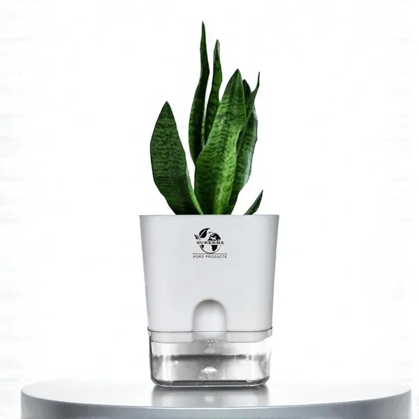 Sansevieria_Superba_Snake_Plant_With_Self_Watering_Pot