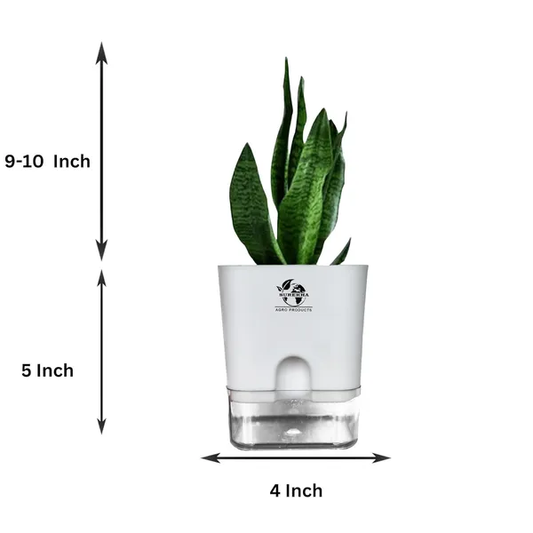 Sansevieria_Superba_Snake_Plant_With_Self_Watering_Pot