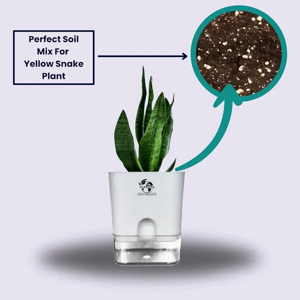 Sansevieria_Superba_Snake_Plant_With_Self_Watering_Pot