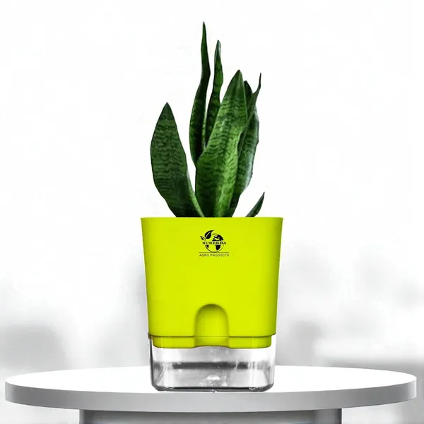 Snake_Plant(Sansevieria_Superba)_With_Self_Watering_Pot
