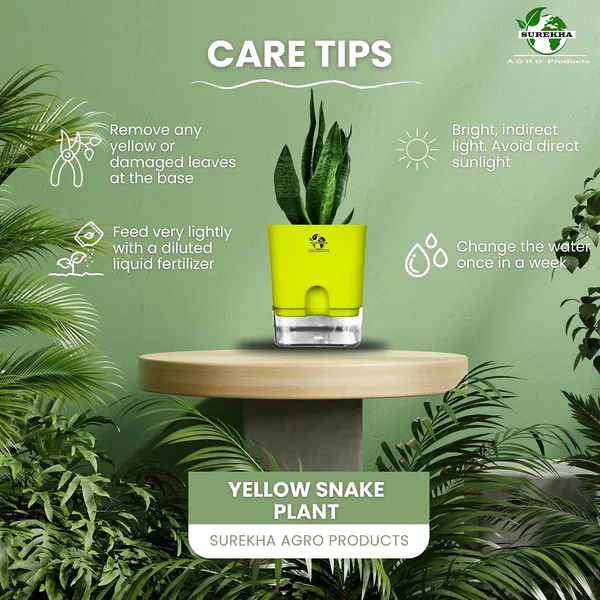 Snake_Plant(Sansevieria_Superba)_With_Self_Watering_Pot