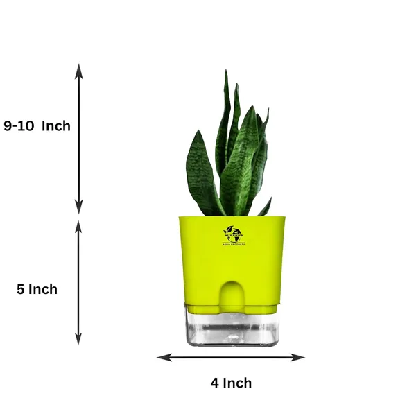 Snake_Plant(Sansevieria_Superba)_With_Self_Watering_Pot