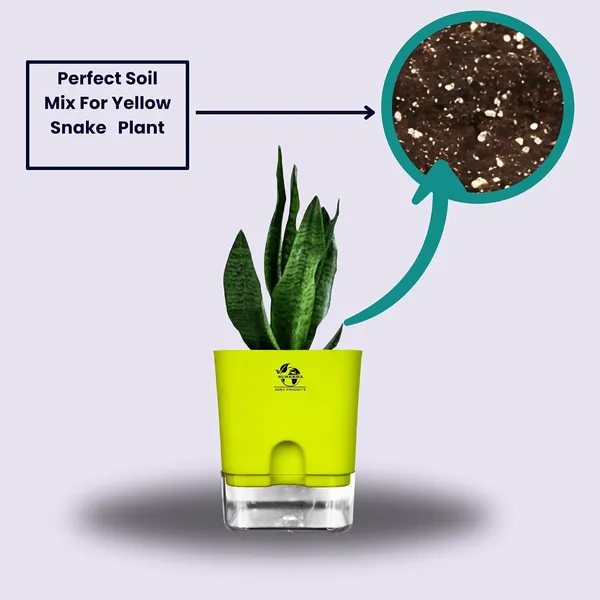 Snake_Plant(Sansevieria_Superba)_With_Self_Watering_Pot