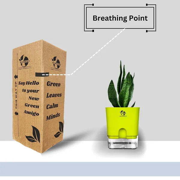 Snake_Plant(Sansevieria_Superba)_With_Self_Watering_Pot