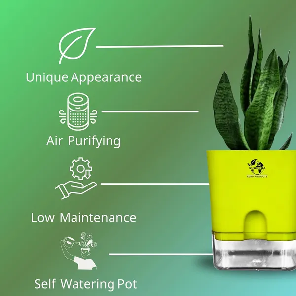 Snake_Plant(Sansevieria_Superba)_With_Self_Watering_Pot
