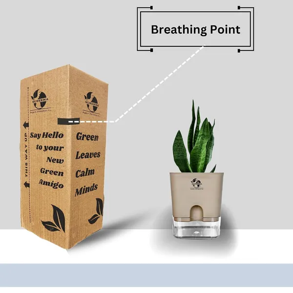 Sansevieria_Superba_Snake_Plant_With_Self_Watering_Pot