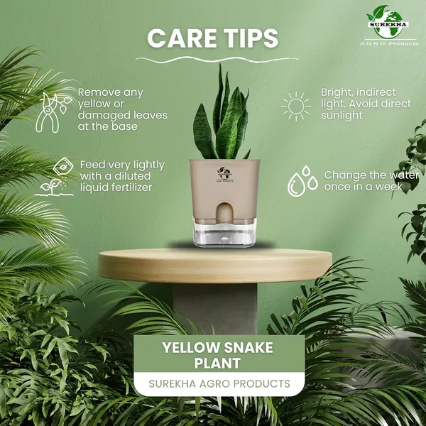 Sansevieria_Superba_Snake_Plant_With_Self_Watering_Pot