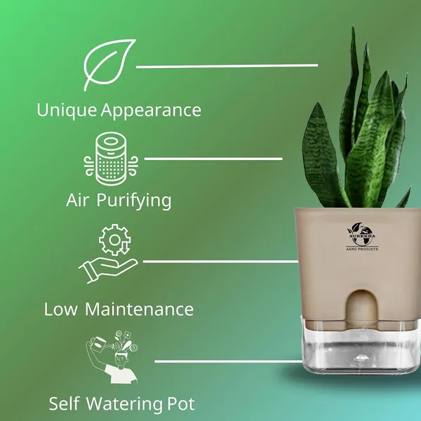 Sansevieria_Superba_Snake_Plant_With_Self_Watering_Pot
