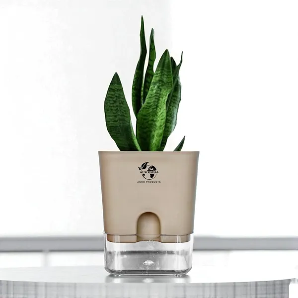 Sansevieria_Superba_Snake_Plant_With_Self_Watering_Pot